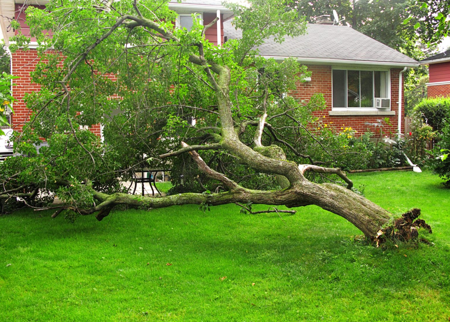does homeowners insurance cover tree removal
